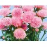 581700-cirsium-japonicum-pink-beauty
