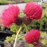 581720-cirsium-japonicum-rose-beauty