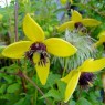 581900-clematis-tangutica-pinwheel-radar-love