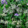 581950-clematis-integrifolia