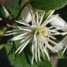 582070-clematis-vitalba