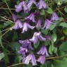582075-clematis-viticella