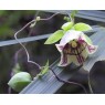 582300-codonopsis-pilosula