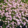 582720-coreopsis-rosea-american-dream