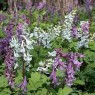 582900-corydalis-cava