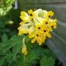 582910-corydalis-nobilis