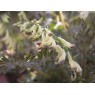 582920-corydalis-ophiocarpa