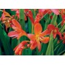 583010-crocosmia-hybriden-topmix