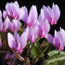 583100-cyclamen-cilicium
