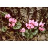 583150-cyclamen-coum