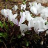 583160-cyclamen-coum-album