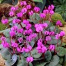 583165-cyclamen-coum-rubrum