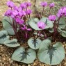 583170-cyclamen-coum-pewter-leaf