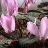 583190-cyclamen-libanoticum