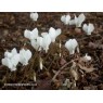 583290-cyclamen-hederifolium-album