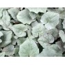 583310-cyclamen-hederifolium-silver-leaf-rose