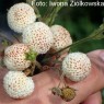 830160-abrikozen-aardbei-baihonoge