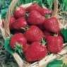 830334-middenvroege-aardbei-genereuse-des-combrailles