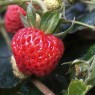 830423-boheemse-zoete-aardbei-liebliche-von-frau-ladikova