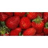 830683-middentijdse-aardbei-reine-tihange-merveilleuse-tihange