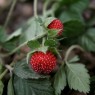 830688-grote-bosaardbei-royal-red