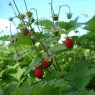 830700-wilde-bosaardbei-weinig-rankend-rugen-alexandria-reine-des-vallees