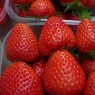 830703-vroege-aardbei-rumba