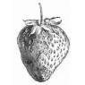830888-vrij-vroege-fransoos-aardbei-vicomtesse-hericart-thury