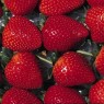 830910-late-aardbei-vima-xima