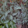 832560-peruaanse-bladpeper