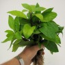832610-plant-van-god