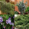 832771-rozemarijn-waterval-blue-rain-corsican-blue-prostatus-repens