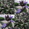 832777-salie-paarse-purpurascens