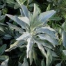 832780-salie-witte-californische