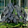 833022-taro-black-magic