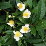 833050-theeplant