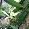 833950-vanille-orchidee