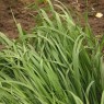 833970-veenreukgras