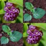 833977-verjongingskruid