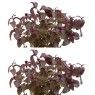 834550-waterpeper-japanse-rubra