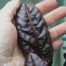 835040-zuring-canadese-red-leaf