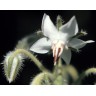338050-borage-bianca