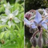 338070-borage-mixed