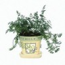 341900-dille-fernleaf-compatto