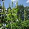 343105-dropplant-reuzen