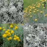 345550-heiligenbloem