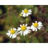 347500-kamille-echte-zloty-lan
