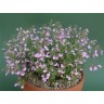 347660-keizersmint