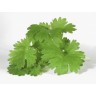 347910-koriander-pot-luck-type-99057