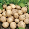 405610-aardappels-swift
